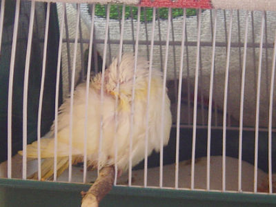 MJ - Schlummersittich